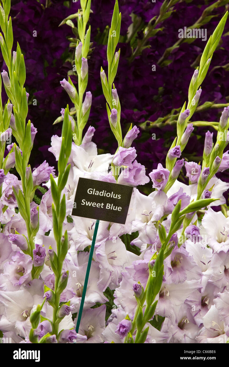 Gladiolus dolce blu al ventottesimo Southport Flower Show 2011 Showground Victoria Park, Southport, Merseyside, Regno Unito Foto Stock