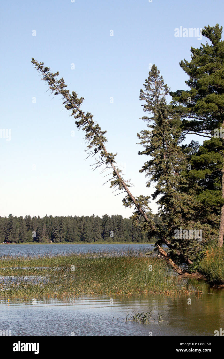 Braccio est Lago Itasca, Itasca stato parco sorgenti del fiume Mississippi in Minnesota, drunken abete rosso Foto Stock