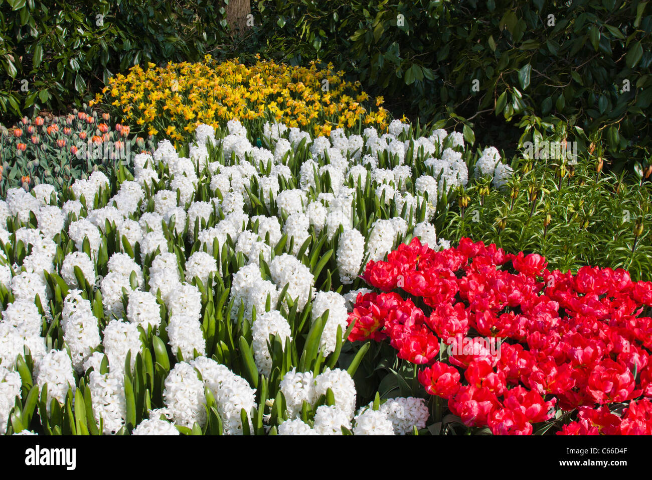 Giardino di scena a giardini Keukenhof in Olanda meridionale nei Paesi Bassi. Foto Stock