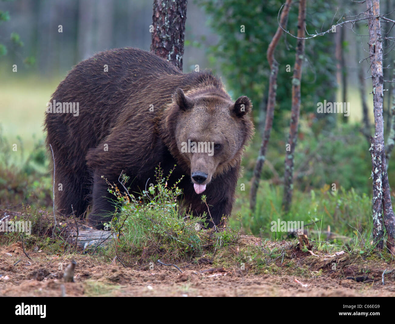 Europea di orso bruno nel bosco Foto Stock