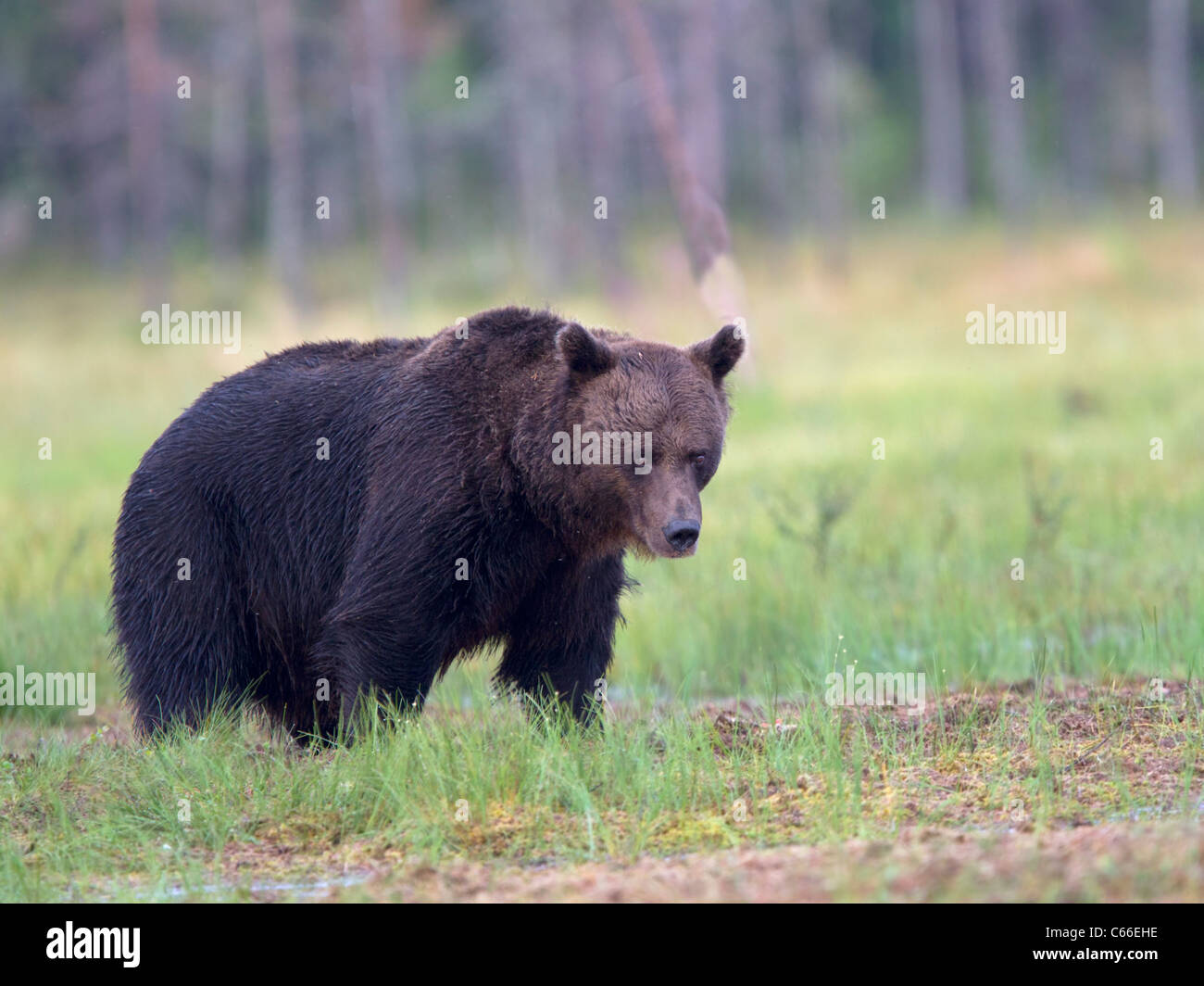 Europea di orso bruno nel bosco Foto Stock