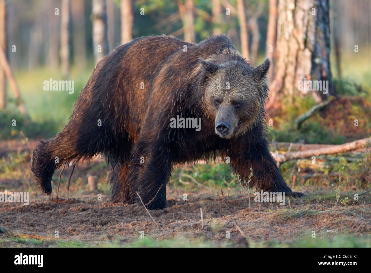 Europea di orso bruno nel bosco Foto Stock