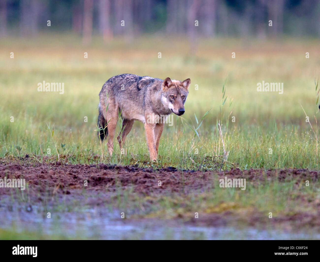 Europeo di lupo grigio nella radura Foto Stock