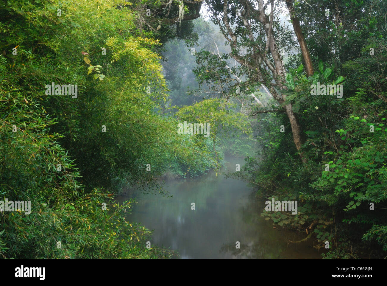 La foresta pluviale primaria di Andasibe-Mantadia National Park, est del Madagascar Foto Stock