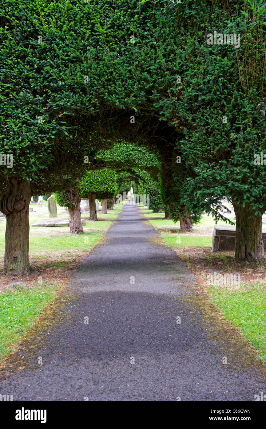 Bella forma Yew alberi border i sentieri del Parco di Santa Maria la Chiesa Parrocchiale in Painswick, Gloucestershire Foto Stock