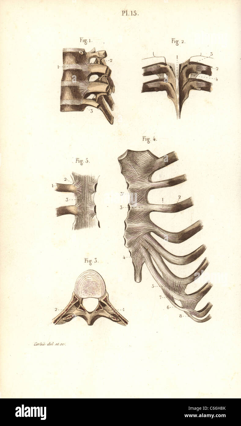 La colonna vertebrale, Costole e sterno. Foto Stock