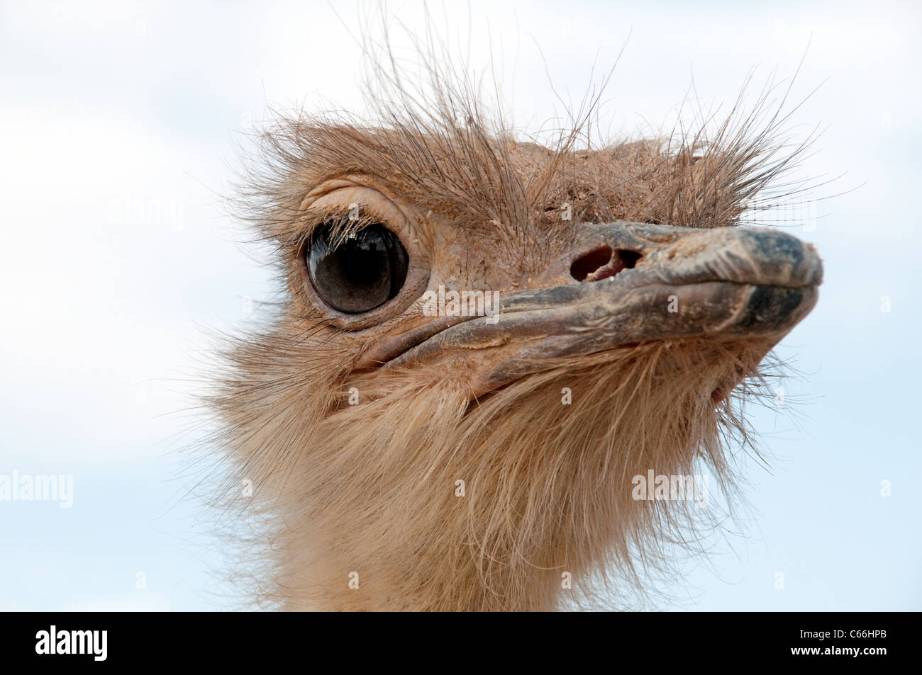 Close up del viso e il becco di un somalo struzzo al Shaumari Wildlife riserva vicino Azraq, Giordania, Medio Oriente. Foto Stock