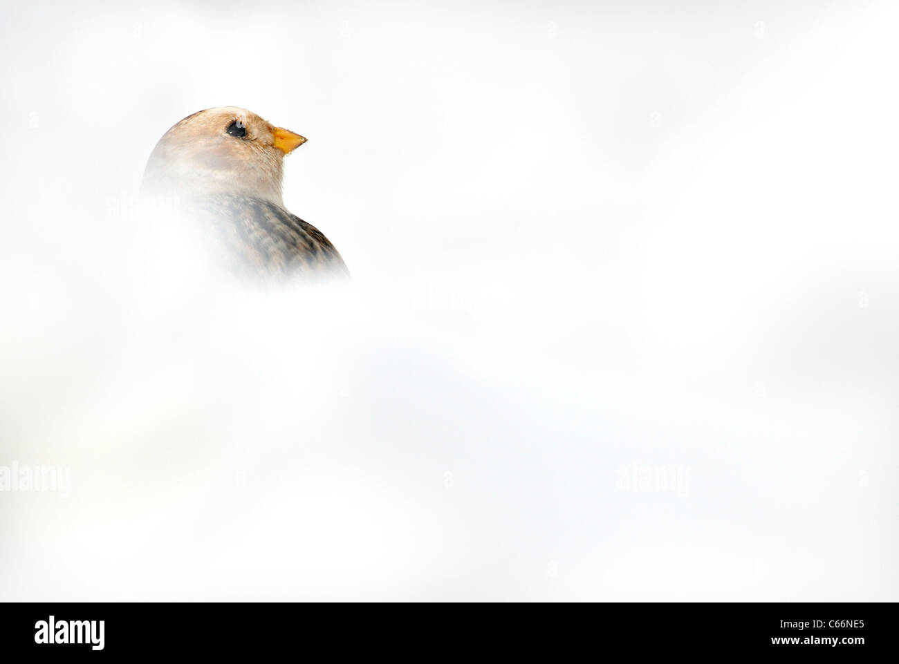 SNOW BUNTING Plectrophenax nivalis profilo di un adulto parzialmente nascosto dalla neve Cairngorm Mountains, Scotland, Regno Unito Foto Stock