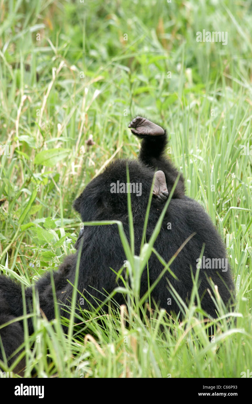 Gorilla di Montagna (Gorilla gorilla beringei) - La madre e il bambino Foto Stock