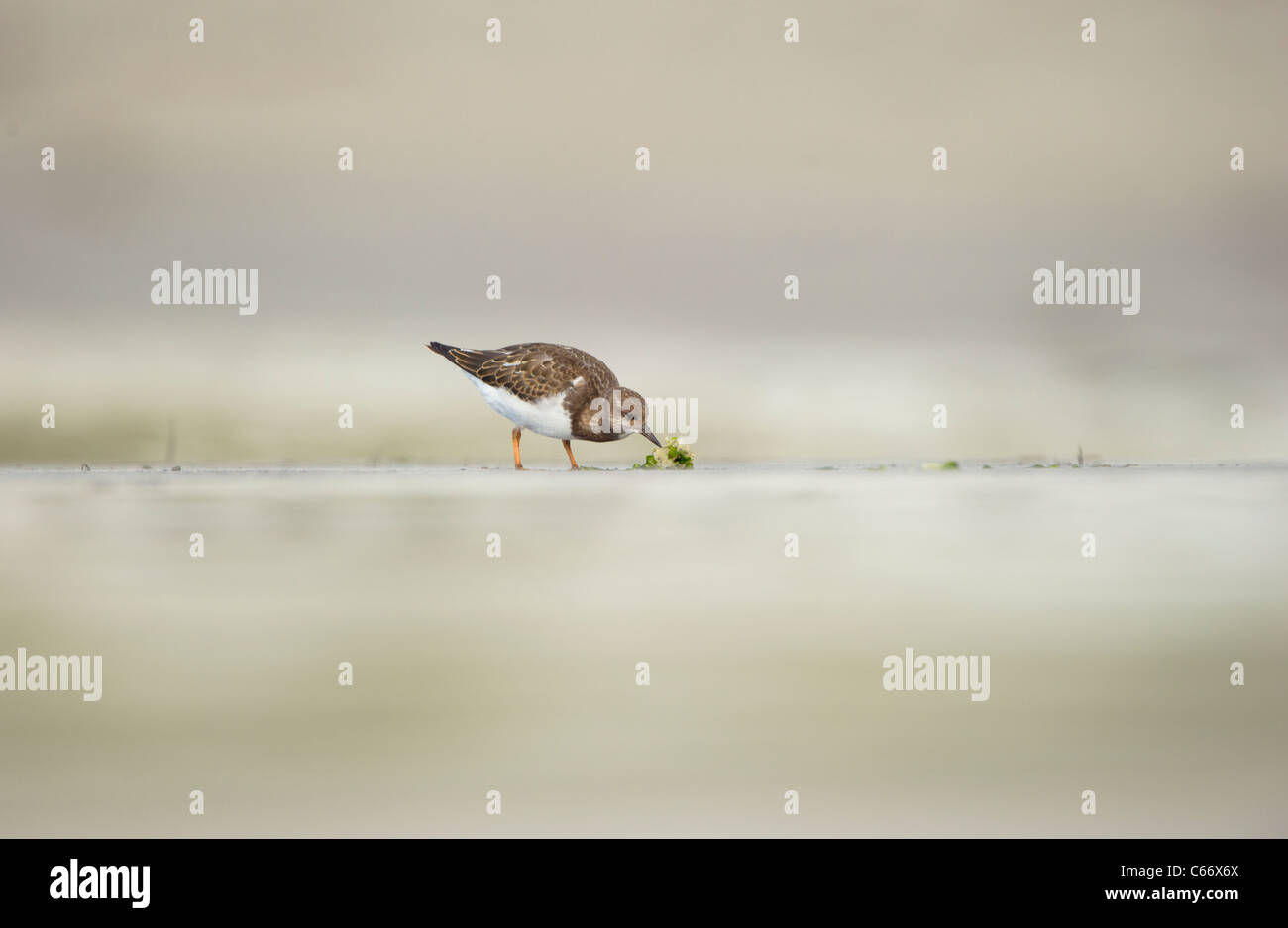 Turnstone Arenaria interpres profilo di un adulto rovistando su di una spiaggia appartata isole Shetland, Scotland, Regno Unito Foto Stock