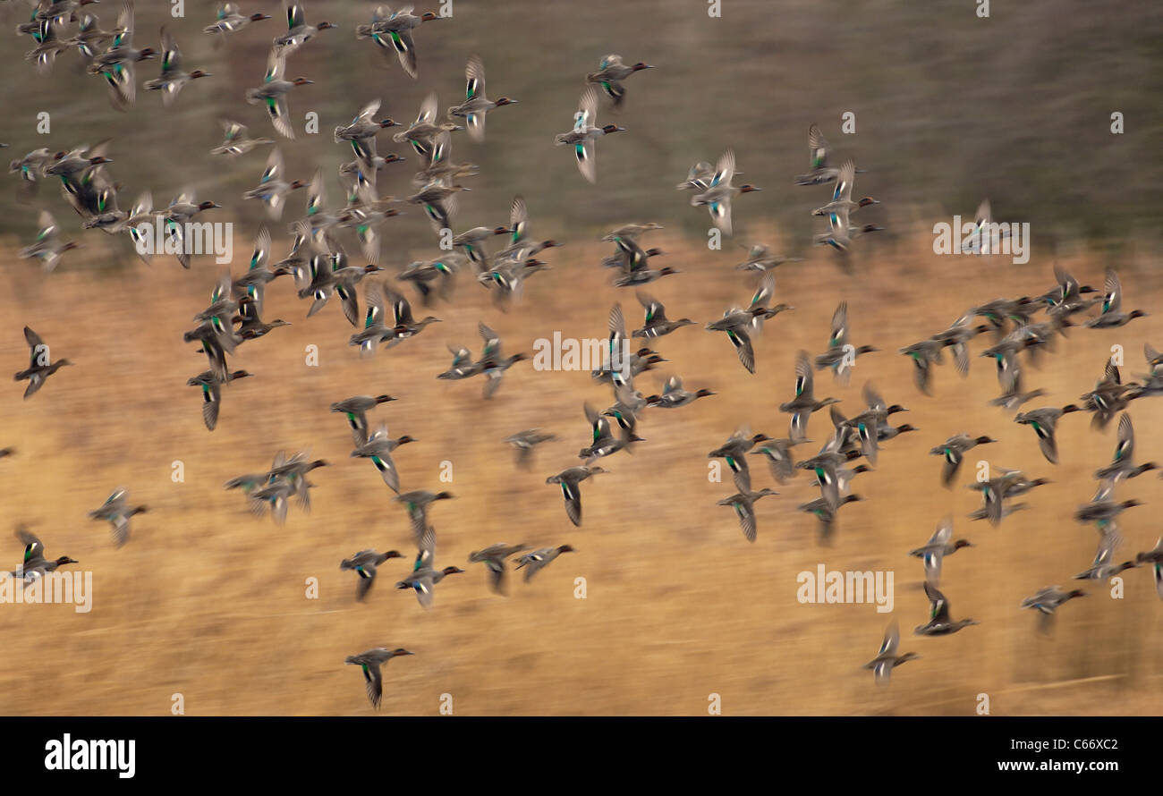 Alzavola Anas crecca un gregge di TEAL in volo (sfumata per illustrare il movimento) Yorkshire, Regno Unito Foto Stock