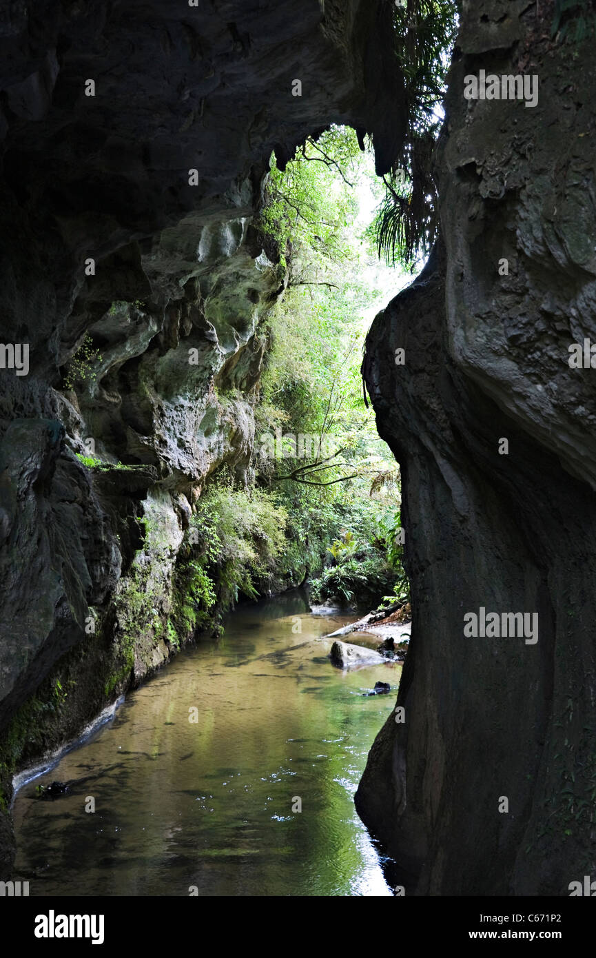 Il bellissimo calcare Mangapohue Ponte naturale nelle Grotte di Waitomo Waikato vicino a Hamilton Isola del nord della Nuova Zelanda NZ Foto Stock