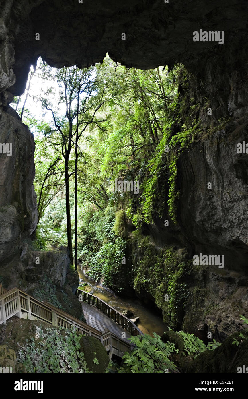 Il bellissimo calcare Mangapohue Ponte naturale nelle Grotte di Waitomo Waikato vicino a Hamilton Isola del nord della Nuova Zelanda NZ Foto Stock