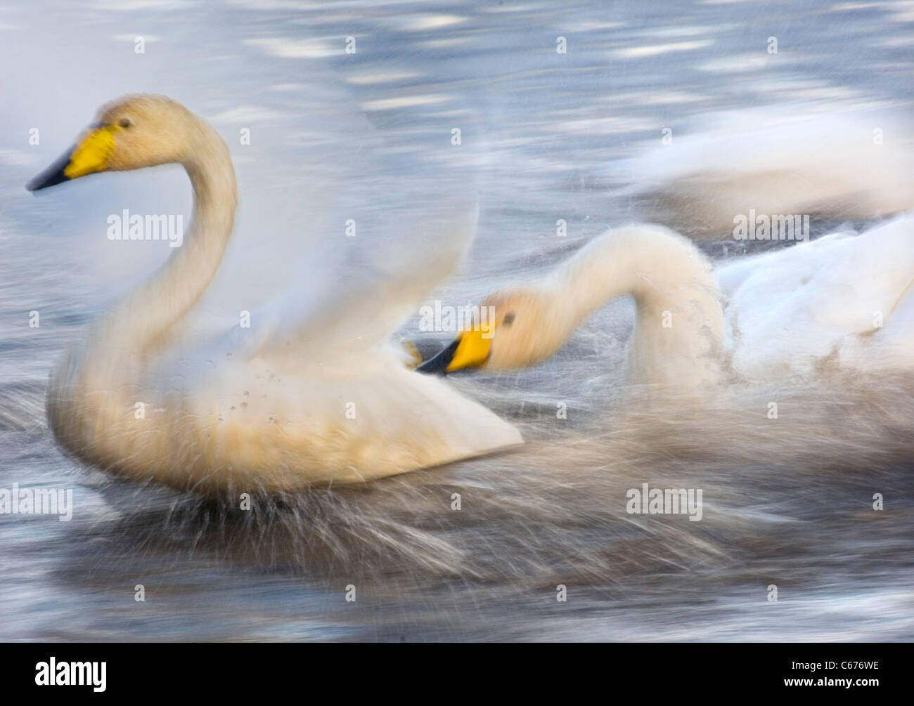 WHOOPER SWAN Cygnus cygnus un adulto in modo aggressivo perseguimento di un altro (sfumata per illustrare il movimento) Lancashire, Regno Unito Foto Stock