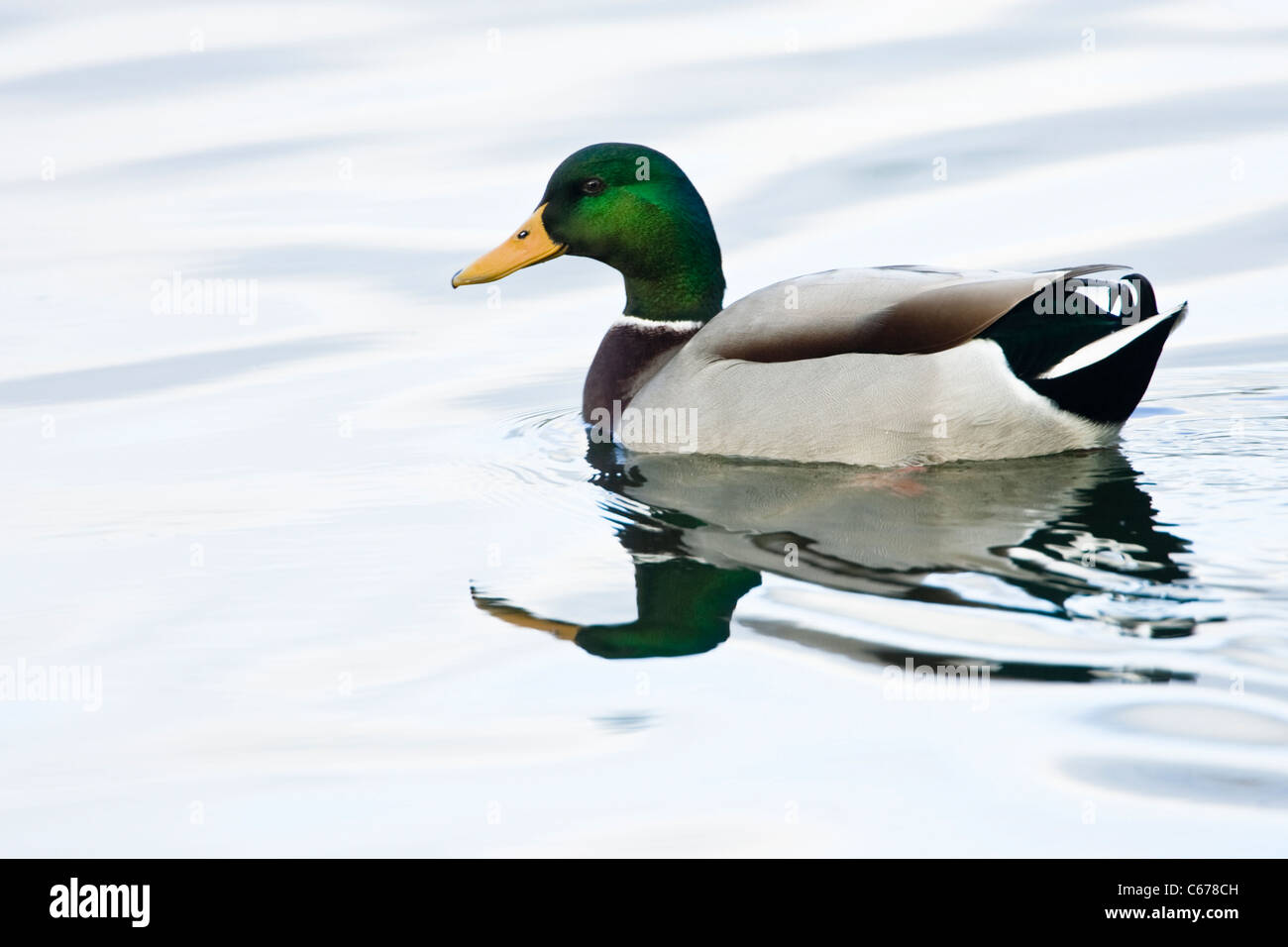 Maschio di Mallard duck, Anas platyrhynchos, nuoto Foto Stock