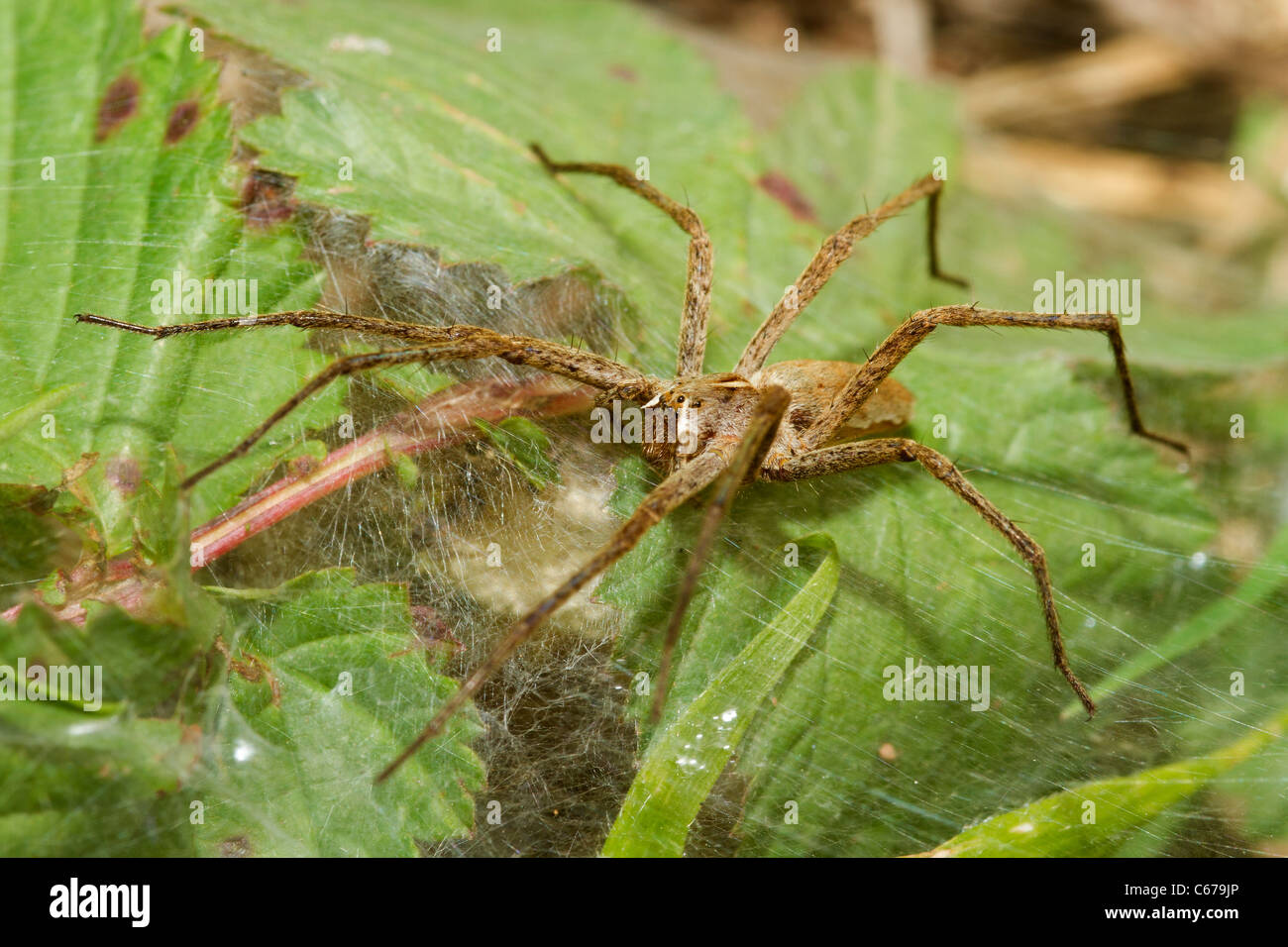Vivaio-web spider in Devon Foto Stock