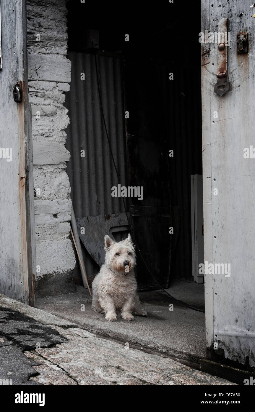 West Highland White Terrier dog sitter all'ingresso di lock up garage. Foto Stock