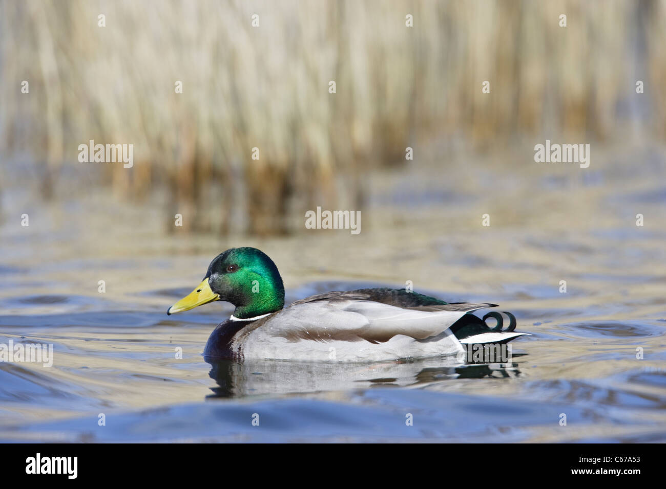Maschio di Mallard Duck Anas platyrhynchos nuotando vicino ad un letto di reed Foto Stock
