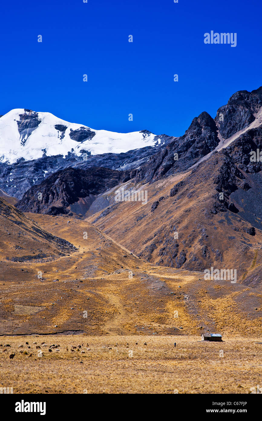 Altiplano o alta pianura o altopiano delle Ande presso il lago Titicaca in Perù, Sud America Foto Stock