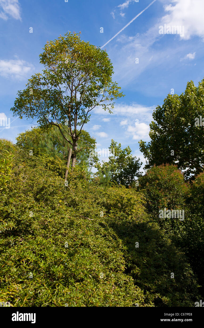 Un albero, re della foresta Foto Stock