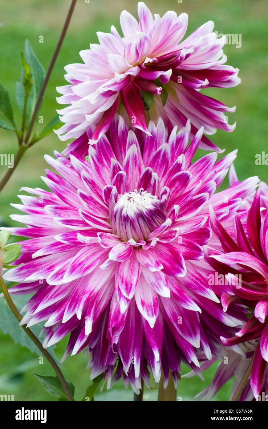 Mauve e dahlia bianco 'Bloemfontein'... Foto Stock