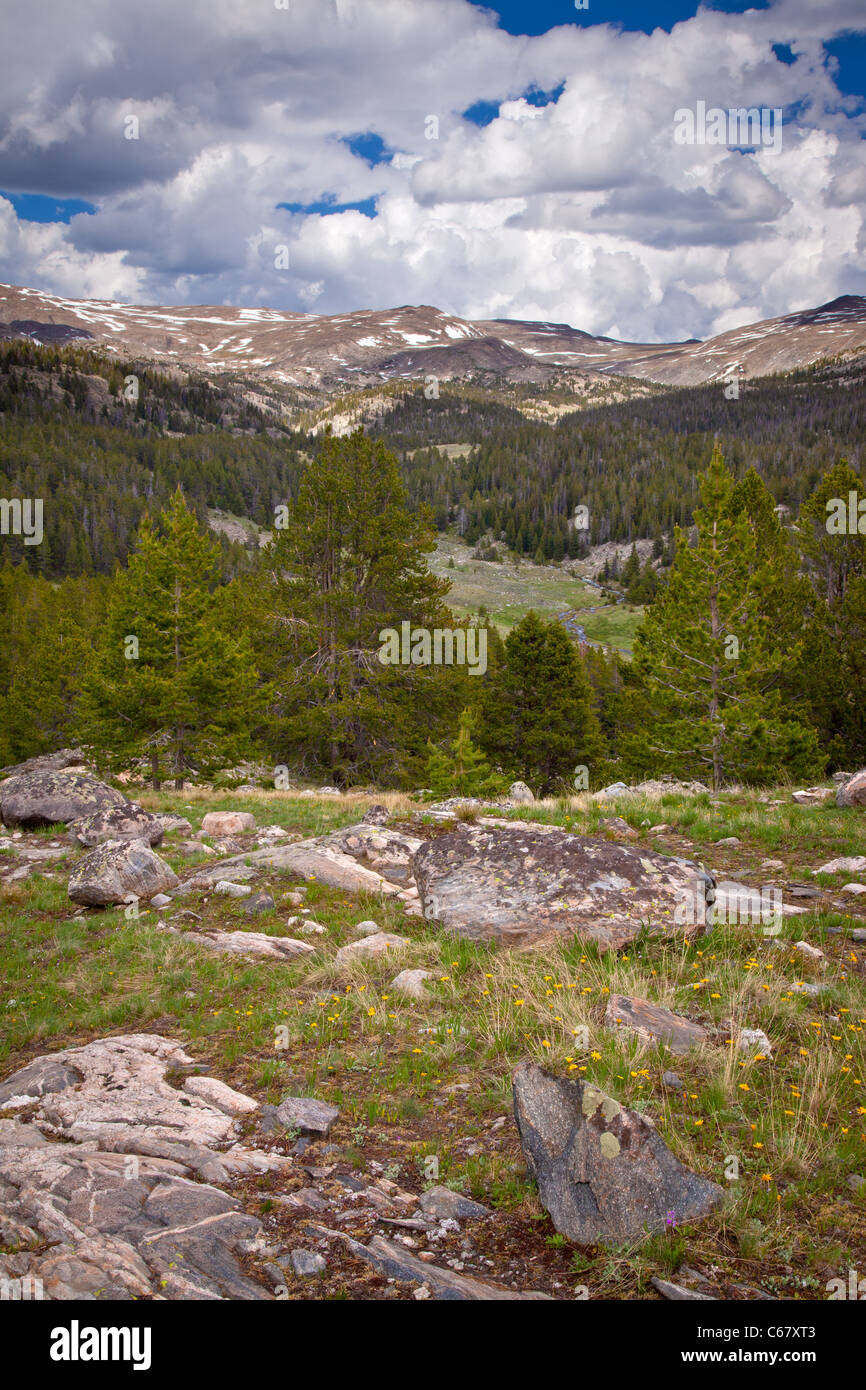 Prato e medio Tensleep Creek, Cloud Peak Wilderness, Bighorn National Forest, Wyoming Foto Stock