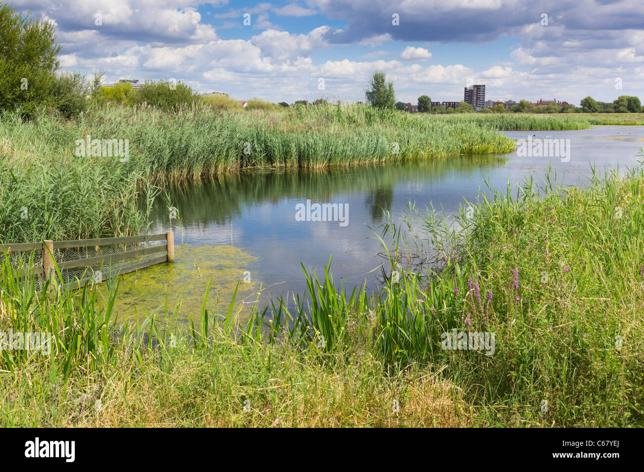 London Wetland Centre, Barnes - WWT sito. Una vista sulle lagune. Foto Stock