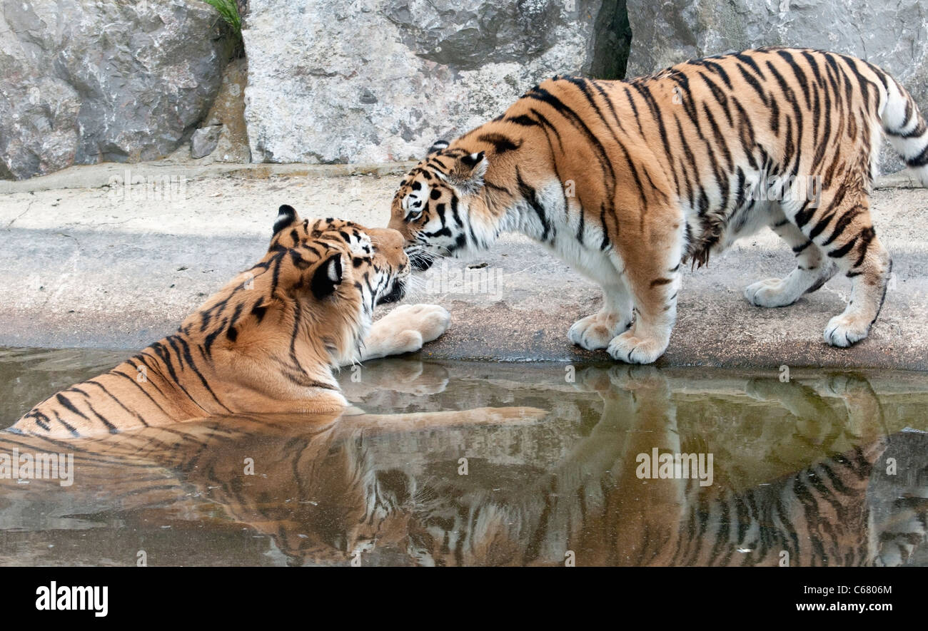 Tigri Amur saluto ogni altro Foto Stock