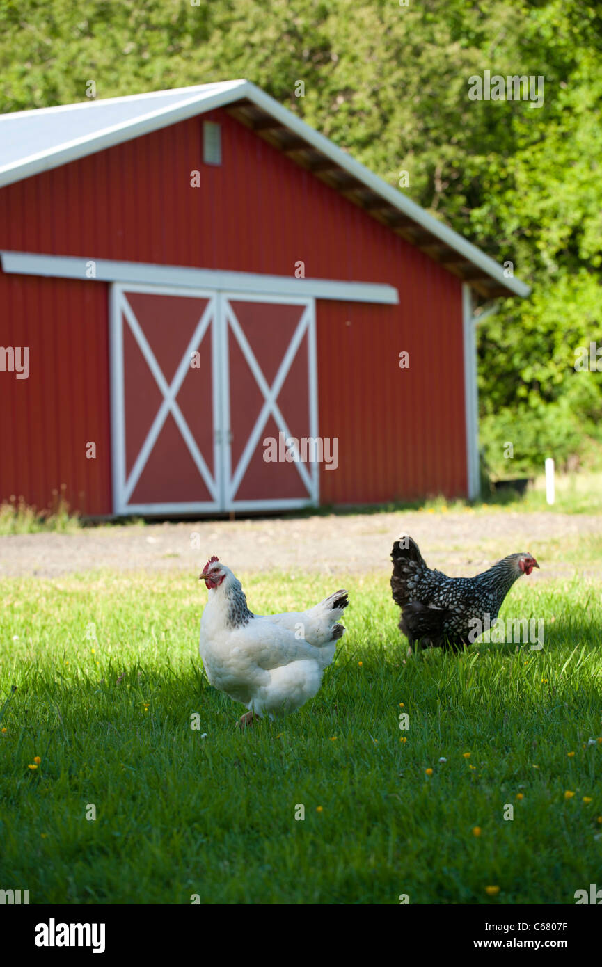 I polli in una fattoria con granaio rosso Foto Stock