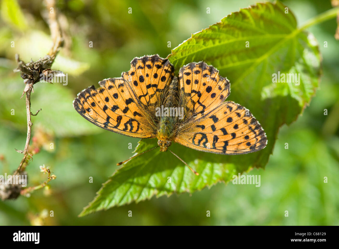 Grasshopper, Bog, Bush-cricket, Metrioptera, brachyptera, Tettigoniidae, di invertebrati, animale, artropodi, artropodi, insetto o Foto Stock