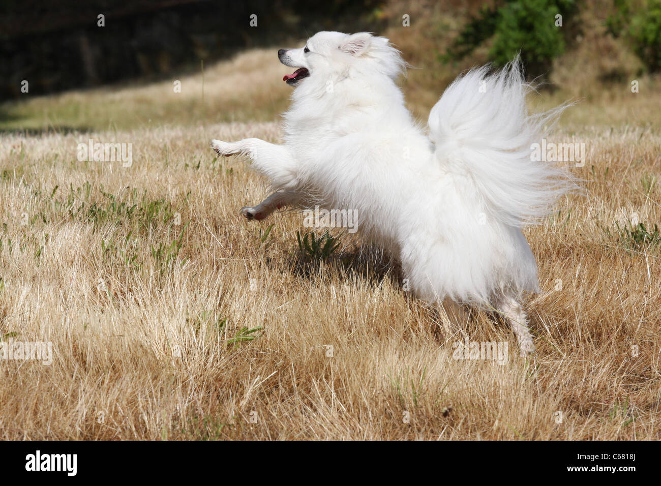 Miniatura American eschimese cane a diciotto mesi Foto Stock