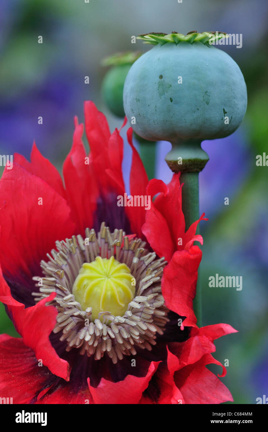 Un seme di papavero testa accanto a un papavero rosso fiore in un giardino Inglese UK Foto Stock