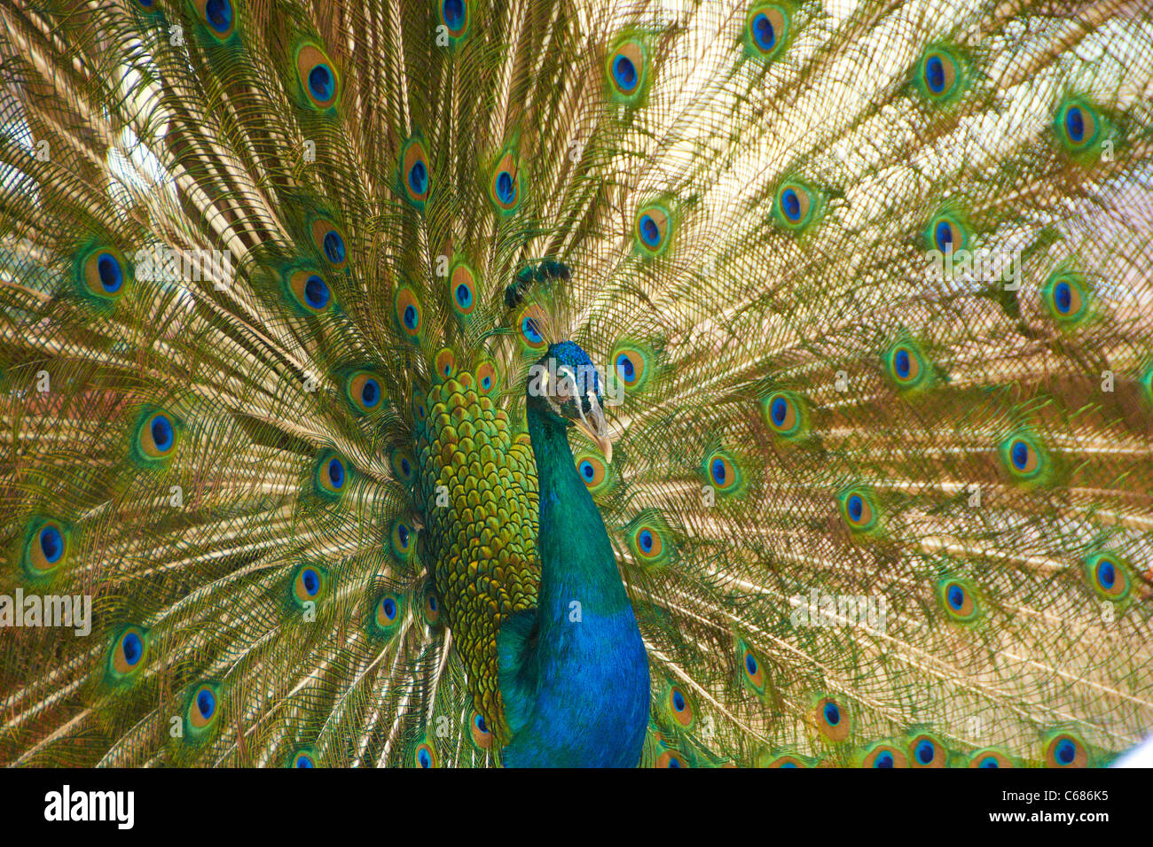 Un Pavone in Havana Cuba Foto Stock