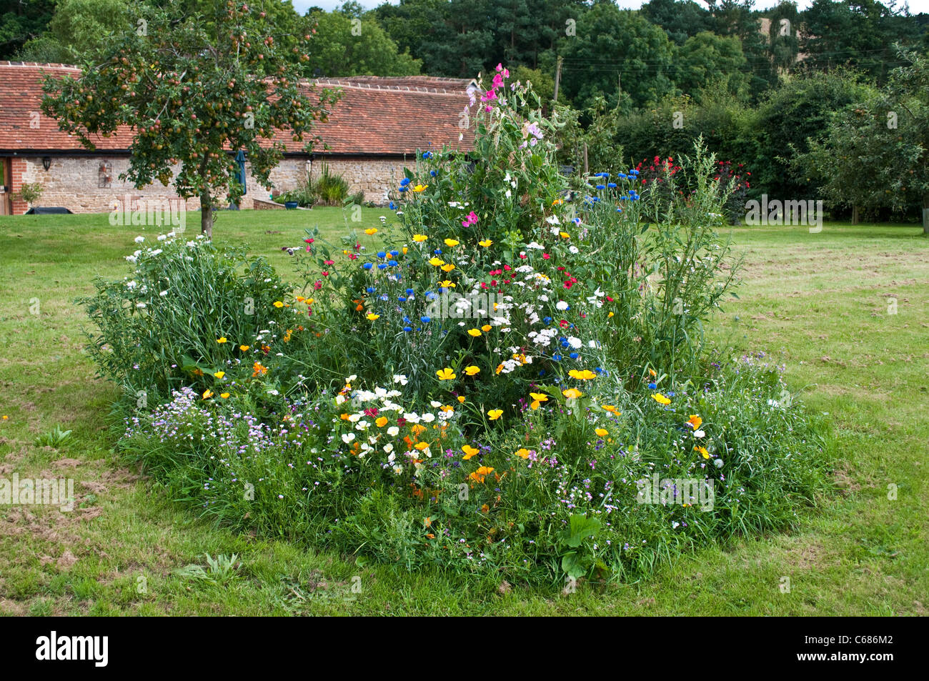 Vari fiori estivi in una fattoria vicino a Guildford, Surrey, England, Regno Unito Foto Stock
