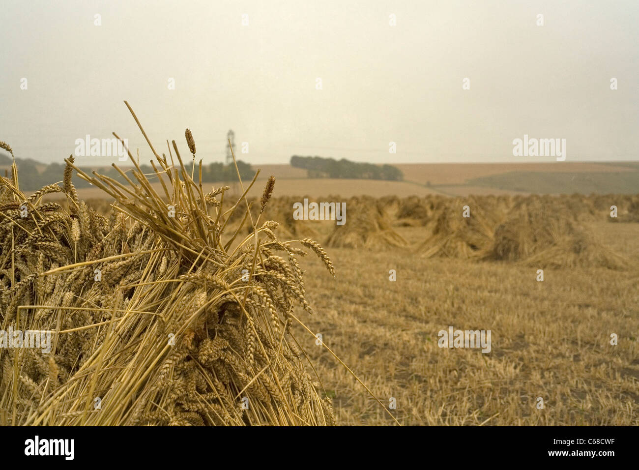 Il grano per lattoneria Wiltshire Foto Stock