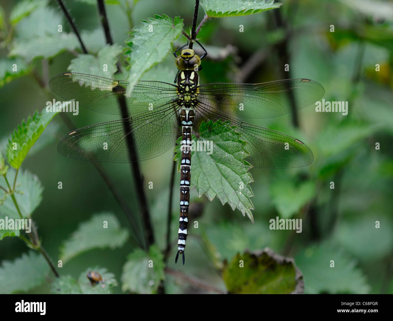 Un Southern Hawker dragonfly ( Aeshna cyanea ) ripari nel sottobosco aderendo allo stelo di un ortica Foto Stock