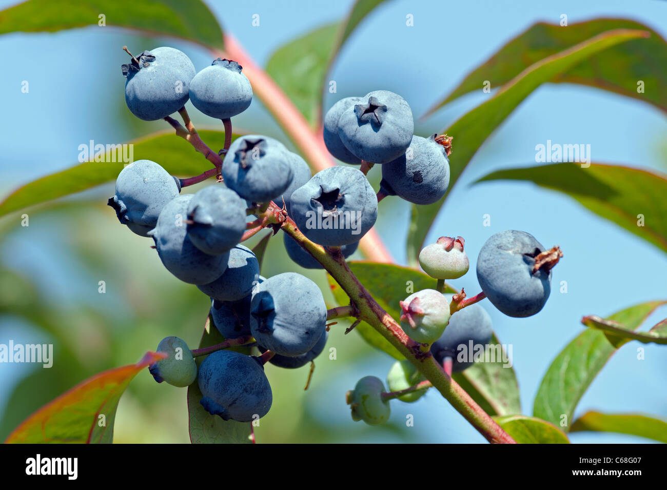 Cluster di mirtilli canadese sul ramo Foto Stock