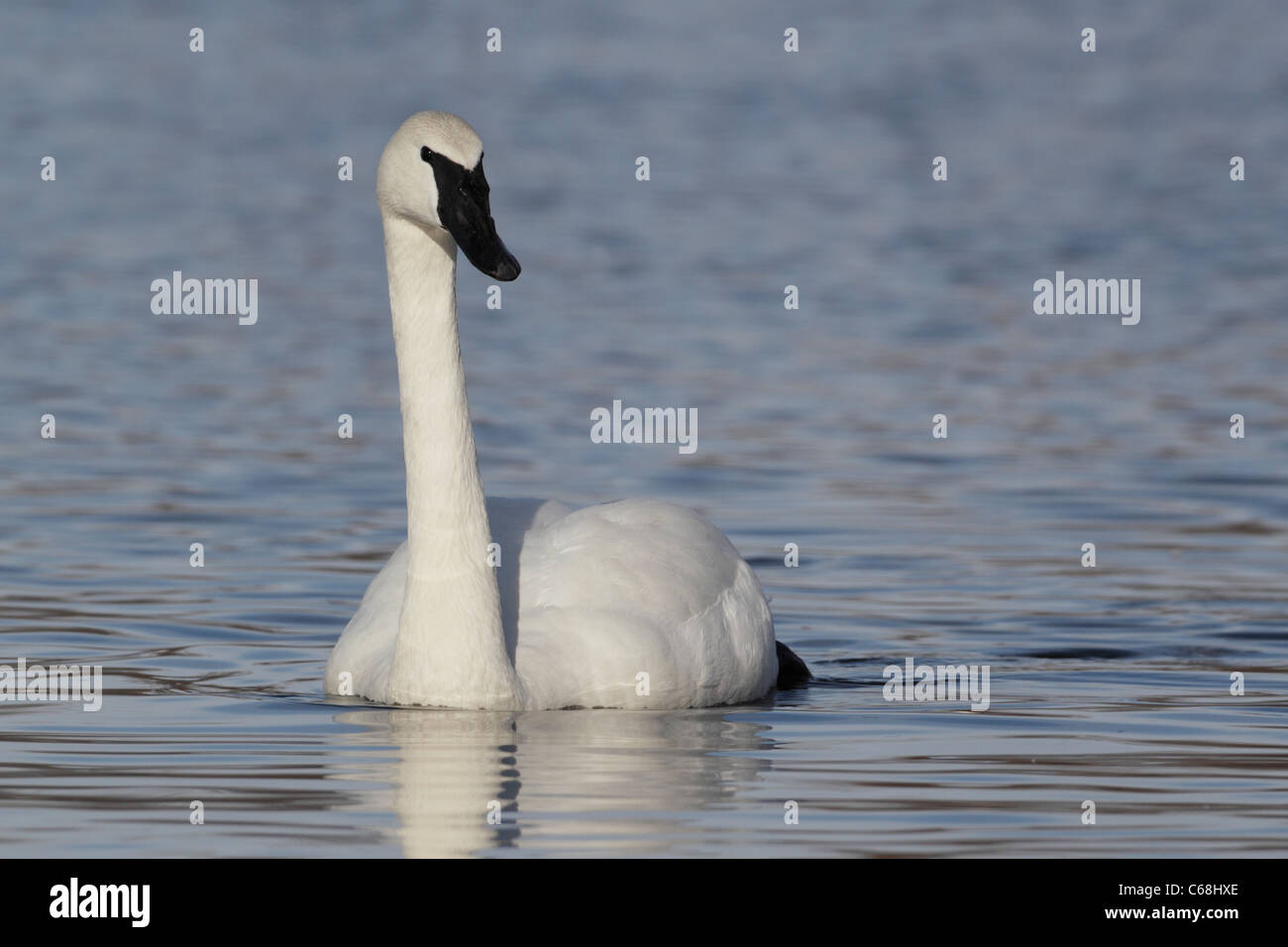Trumpeter Swan (Cygnus buccinatore) Foto Stock