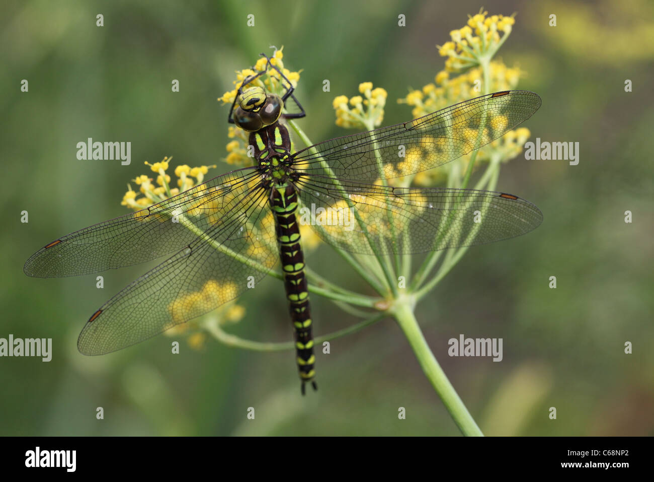 Femmina Hawker meridionale Dragonfly su un fiore di finocchio Foto Stock