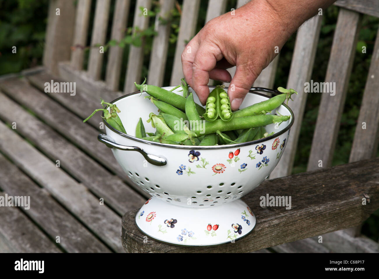 Piselli in pod in scolapasta Foto Stock