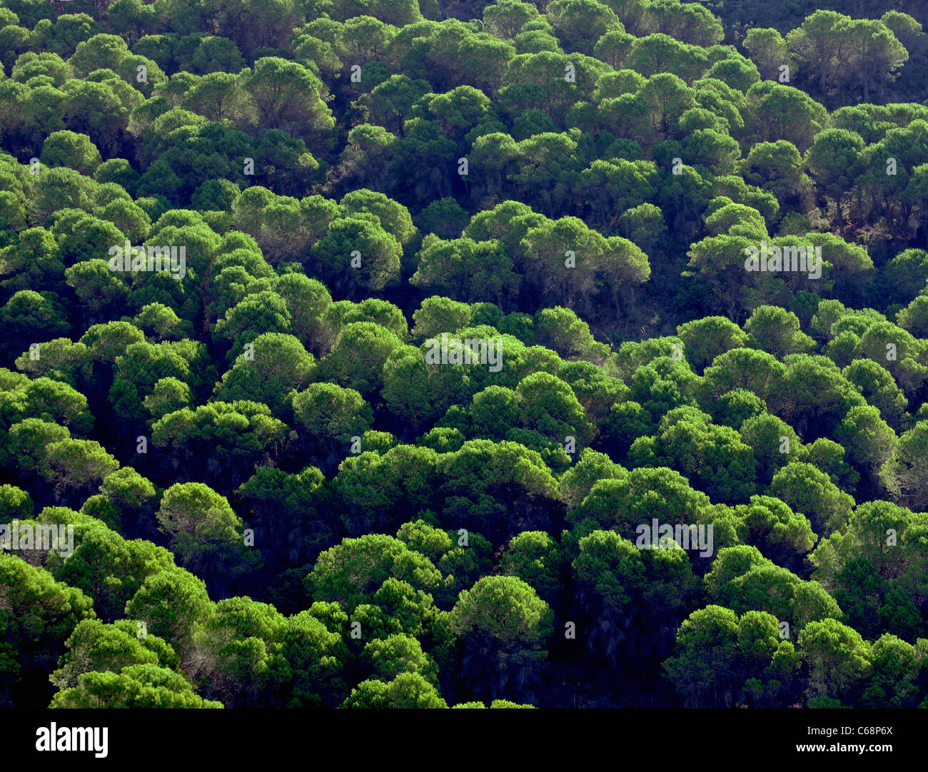 Foresta di Pini fotografati da sopra. Foto Stock