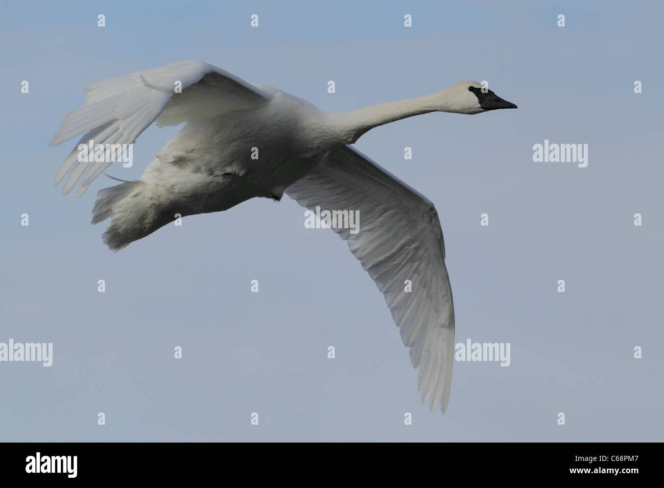 Trumpeter Swan (Cygnus buccinatore) Foto Stock