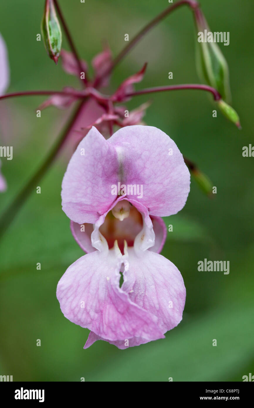 Impatiens glandulifera. Un non invasiva-pianta nativa Foto Stock