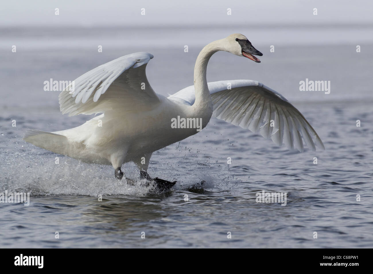Trumpeter Swan (Cygnus buccinatore) Foto Stock