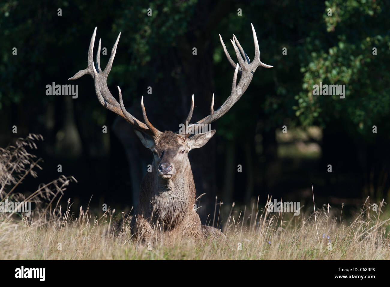 Red Deer buck, Cervus elaphus, sdraiati al sole Foto Stock