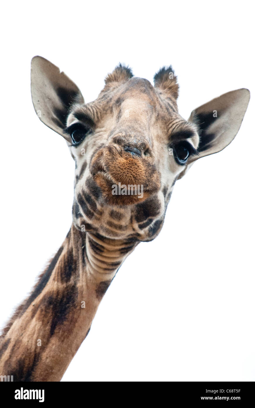 Giraffa Rothschild, Kenya, Africa Foto Stock