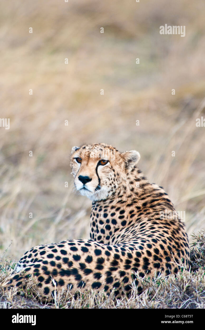 Cheetah, Acinonyx jubatus, sdraiato, in cerca di preda, il Masai Mara riserva nazionale, Kenya, Africa orientale Foto Stock