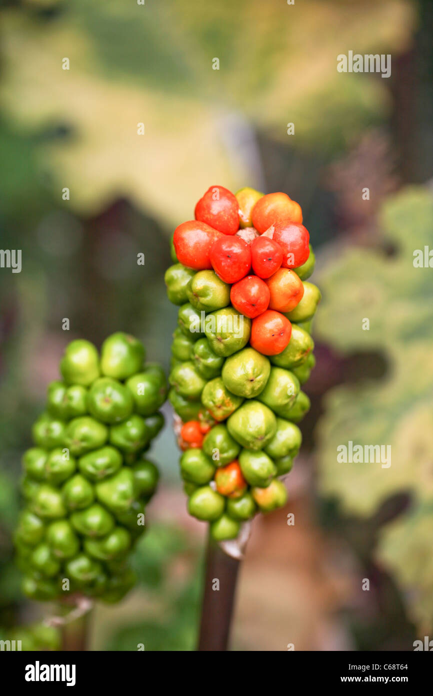 Signori e Signori,Arum maculatum bacche Foto Stock
