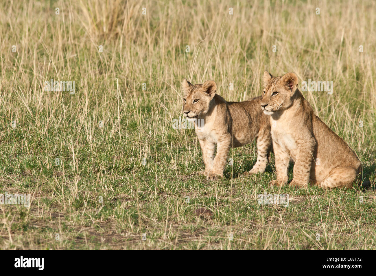 Due Lion Cubs, fratelli, Panthera leo, Masai Mara riserva nazionale, Kenya, Africa Foto Stock