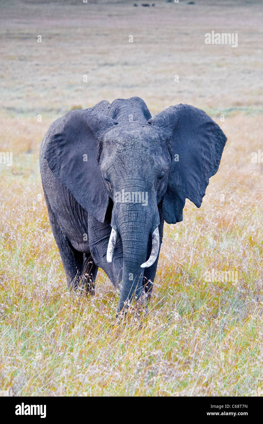 Adulto Elefante africano Loxodonta africana, il Masai Mara riserva nazionale, Kenya, Africa Foto Stock